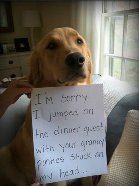 15 Absolutely Hilarious Dogshaming Signs - dog shaming