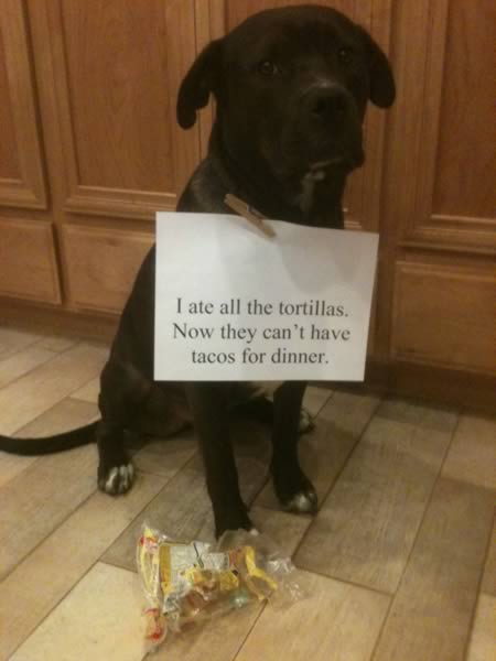 15 Absolutely Hilarious Dogshaming Signs - dog shaming, dogshaming - Oddee