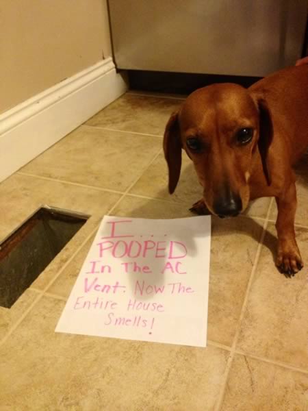 15 Absolutely Hilarious Dogshaming Signs - dog shaming, dogshaming - Oddee