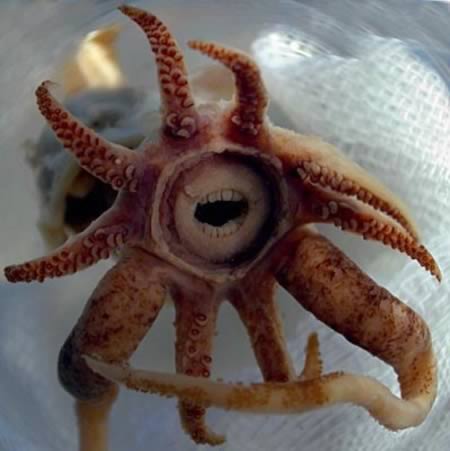 10 Animals With Incredible Teeth - animal teeth - Oddee 10 Animals With Incredible Teeth - animal teeth - Oddee