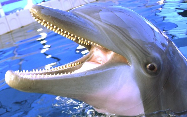 10 Animals With Incredible Teeth - animal teeth - Oddee 10 Animals With Incredible Teeth - animal teeth - Oddee