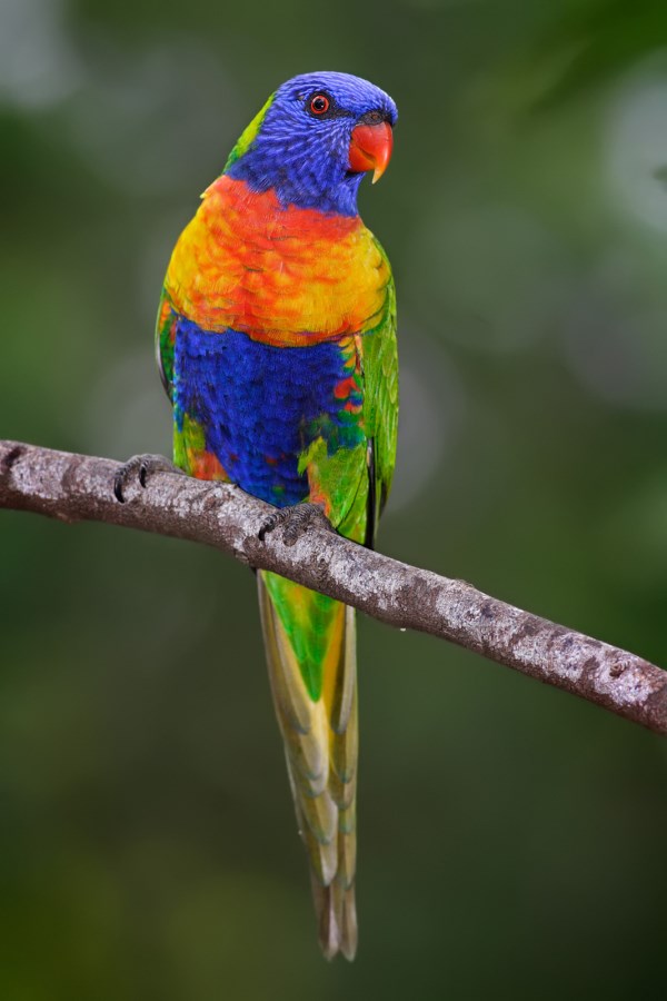 12 Most Amazing Exotic Birds exotic birds, weird birds