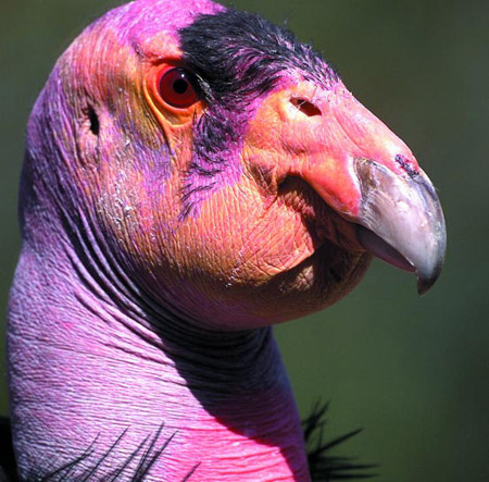 12 Most Amazing Exotic Birds - exotic 