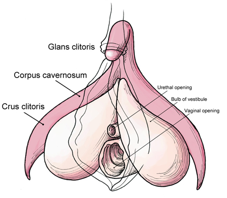 About the facts vagina weird Vagina facts: