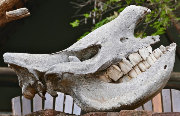 prehistoric rhinoceros fossil prehistoric rhinoceros fossil