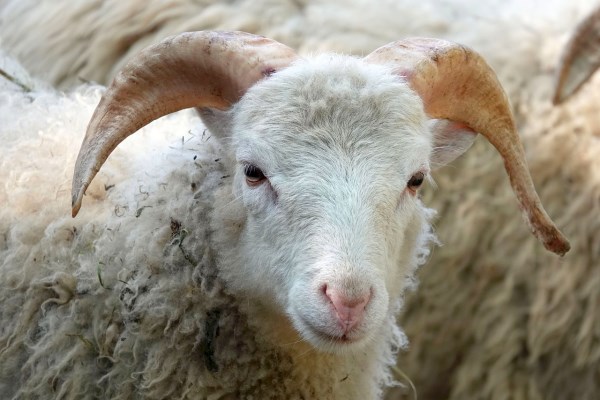 7 Cases of Animals that Committed Suicide - Oddee 7 Cases of Animals that Committed Suicide - Oddee