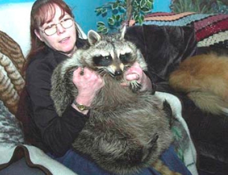 bandit was a raccoon from palmerton pennsylvania who attracted attention after being named the worlds fattest raccoon by the guinness book of world - Biggest Cat In The World Guinness 2015 bandit was a raccoon from palmerton pennsylvania who attracted attention after being named the worlds fattest raccoon by the guinness book of world - Biggest Cat In The World Guinness 2015