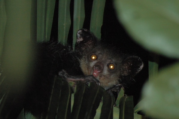 10 Strangest Freaks of Nature - freak, freak of nature, animals, mammals, fish - Oddee 10 Strangest Freaks of Nature - freak, freak of nature, animals, mammals, fish - Oddee