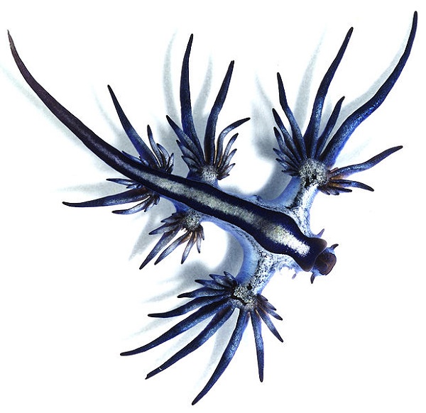 10 Strangest Freaks of Nature - freak, freak of nature, animals, mammals, fish - Oddee 10 Strangest Freaks of Nature - freak, freak of nature, animals, mammals, fish - Oddee