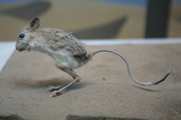 10 Strangest Freaks of Nature - freak, freak of nature, animals, mammals, fish - Oddee 10 Strangest Freaks of Nature - freak, freak of nature, animals, mammals, fish - Oddee