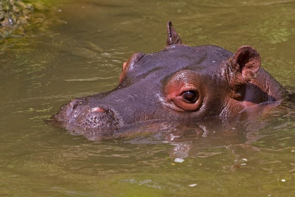 10 Strangest Freaks of Nature - freak, freak of nature, animals, mammals, fish - Oddee 10 Strangest Freaks of Nature - freak, freak of nature, animals, mammals, fish - Oddee
