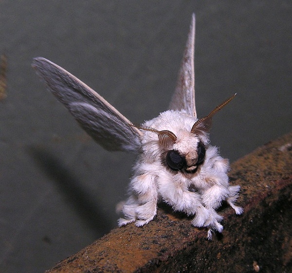 10 Strangest Freaks of Nature - freak, freak of nature, animals, mammals, fish - Oddee 10 Strangest Freaks of Nature - freak, freak of nature, animals, mammals, fish - Oddee