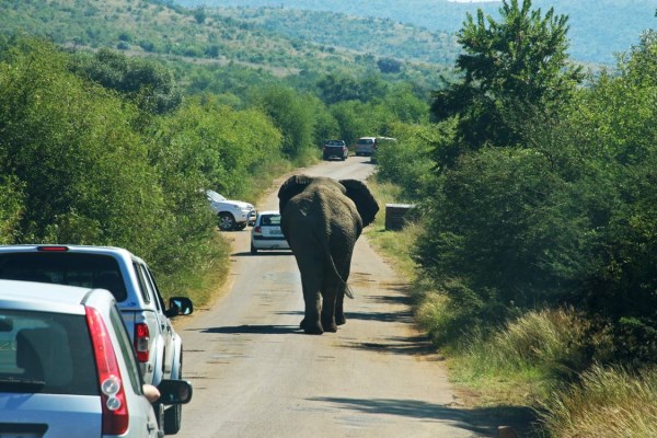 car safari gone wrong