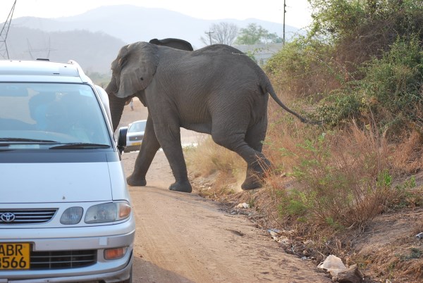 elephant safari gone wrong