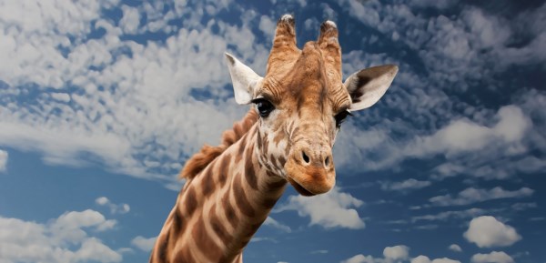 10 Most Amazing Animals Giving Birth Videos - Oddee 10 Most Amazing Animals Giving Birth Videos - Oddee