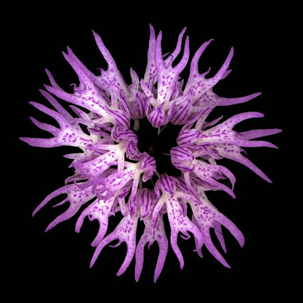 28 best Strange looking flowers images on Pinterest 