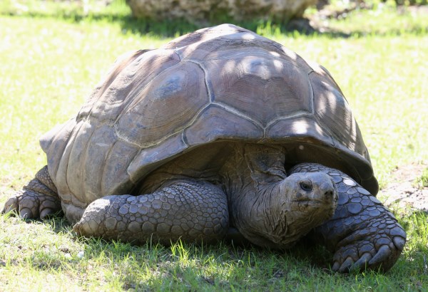 11 of the Oldest Animals on Earth - animals, pets, oldest, records, guinness - Oddee 11 of the Oldest Animals on Earth - animals, pets, oldest, records, guinness - Oddee