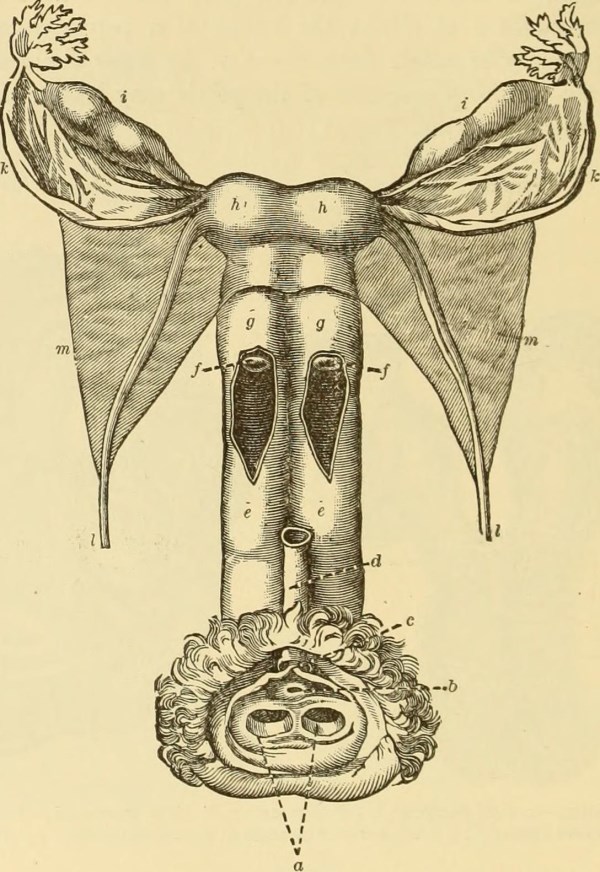 Porn Two Organs Having Sex 83