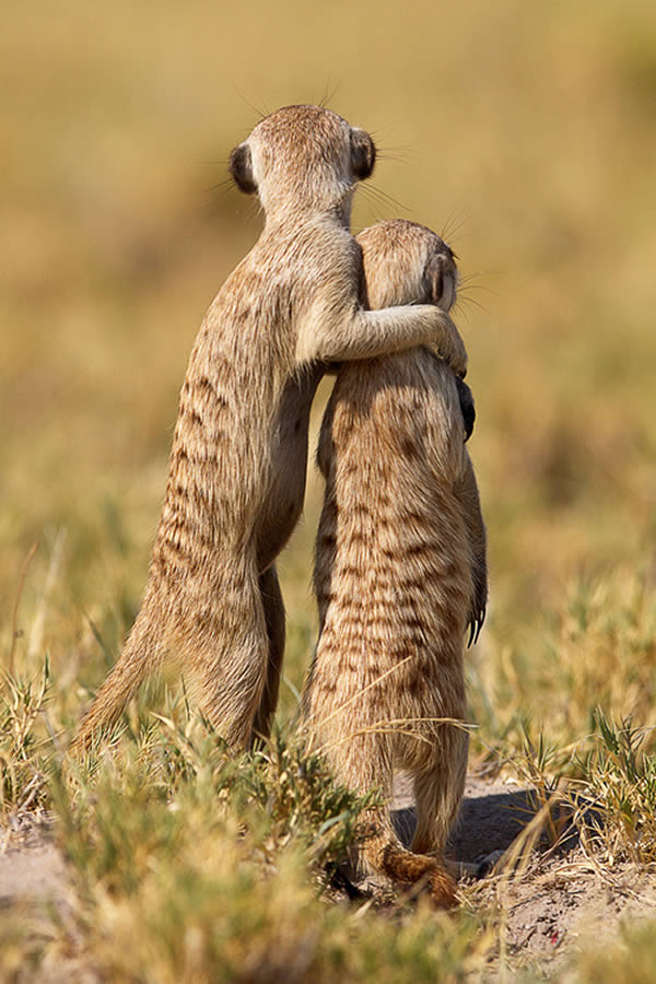 15 Cutest Pictures of Animals Hugging Oddee