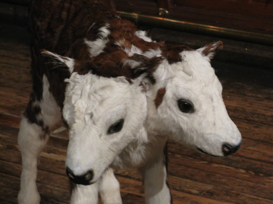 10 Animals With Extra Body Parts - Oddee