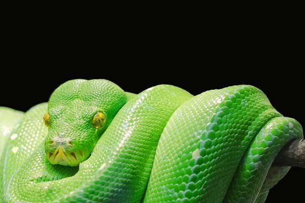 green tree python bite