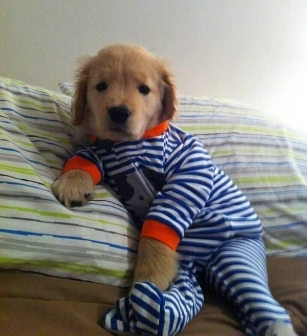 baby goat onesie
