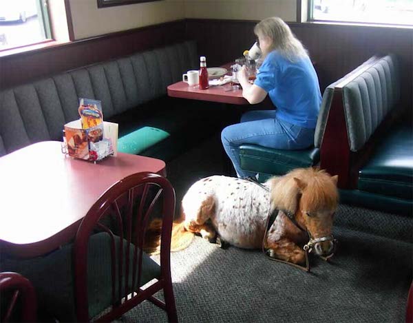 How to make my pet a service animal
