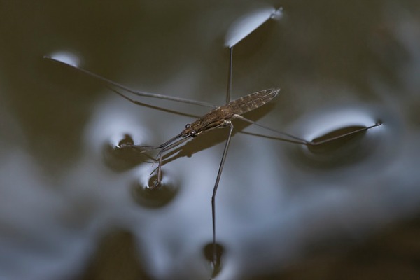 8 Animals That Can Walk on Water - animals, nature, science, weird, mating, water - Oddee 8 Animals That Can Walk on Water - animals, nature, science, weird, mating, water - Oddee