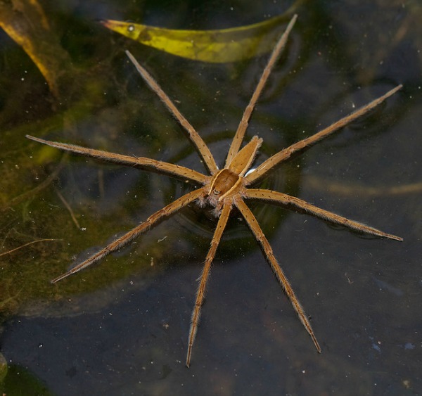 8 Animals That Can Walk on Water - animals, nature, science, weird, mating, water - Oddee 8 Animals That Can Walk on Water - animals, nature, science, weird, mating, water - Oddee