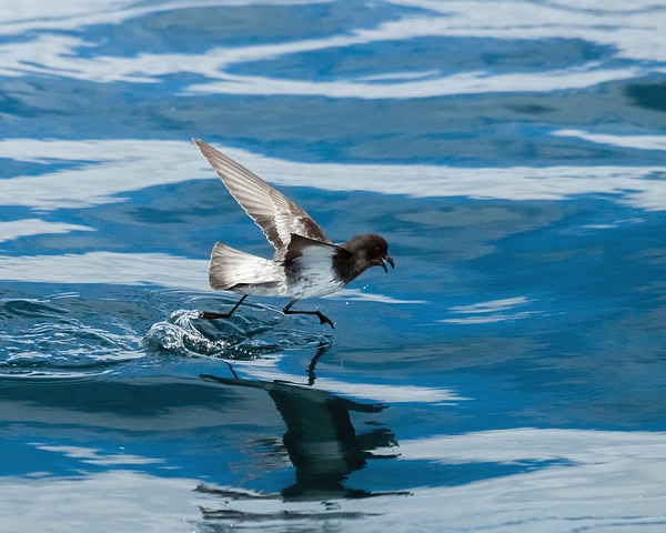 8 Animals That Can Walk on Water - animals, nature, science, weird, mating, water - Oddee 8 Animals That Can Walk on Water - animals, nature, science, weird, mating, water - Oddee