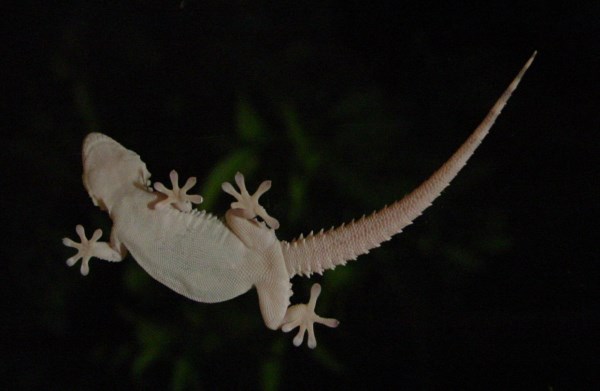 8 Animals That Can Walk on Water - animals, nature, science, weird, mating, water - Oddee 8 Animals That Can Walk on Water - animals, nature, science, weird, mating, water - Oddee