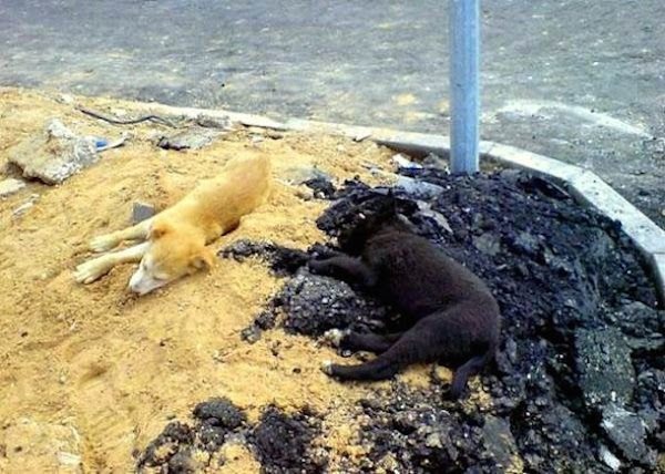 12 Cute Camouflaged Pets - Oddee