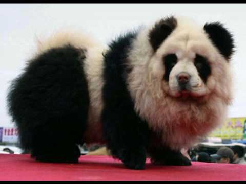 panda chow dog grooming extreme chows puppies oddee weird examples