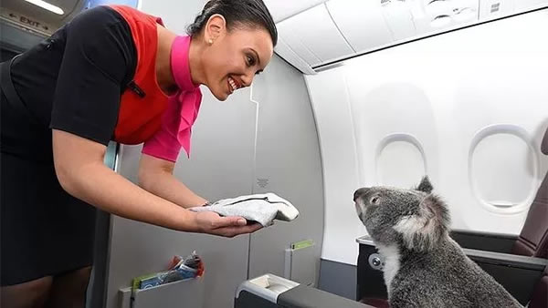 8 Weird Animals Found On Planes Oddee