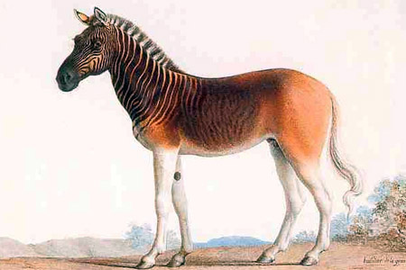 10 Most Amazing Extinct Animals - Oddee 10 Most Amazing Extinct Animals - Oddee