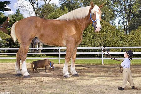9 Of The World S Biggest Animals Oddee 9 Of The World S Biggest Animals Oddee