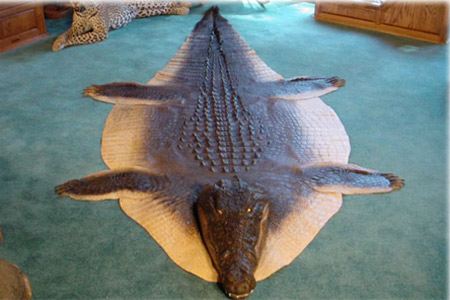 Weird Rugs another 15 weirdest rugs and carpets - cool rugs, funny carpet - oddee Weird Rugs another 15 weirdest rugs and carpets - cool rugs, funny carpet - oddee