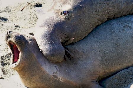 11 Horrifically Violent Animal Mating Rituals - mating rituals, animal rituals - Oddee 11 Horrifically Violent Animal Mating Rituals - mating rituals, animal rituals - Oddee
