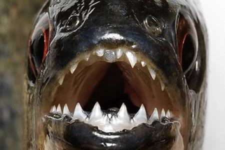 10 Animals With Incredible Teeth - animal teeth - Oddee 10 Animals With Incredible Teeth - animal teeth - Oddee