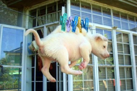 9 Cruel Cases of Animal Abuse That Went Viral - Oddee 9 Cruel Cases of Animal Abuse That Went Viral - Oddee