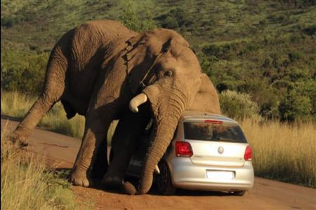 elephant safari gone wrong